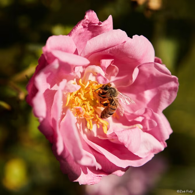 Guerlain